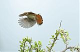 White-browed Scrub-Robinborder=